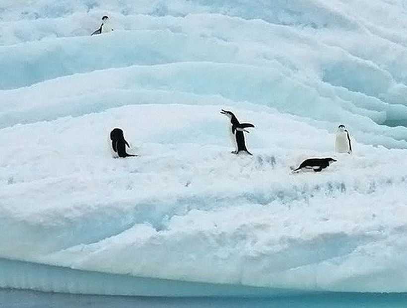 Un iceberg causó la muerte de 150.000 pingüinos en la Antártica