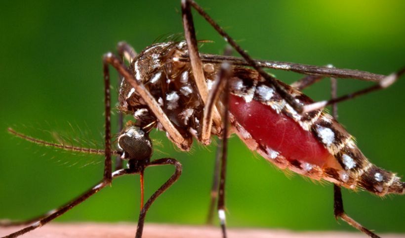 Químico chileno asegura haber creado detergente repelente de mosquito del virus Zika