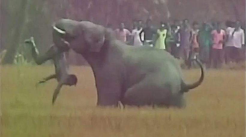 Bangla juguete Bangla juguete