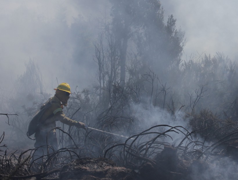 Incendios Forestales No Dan Tregua En Chiloé