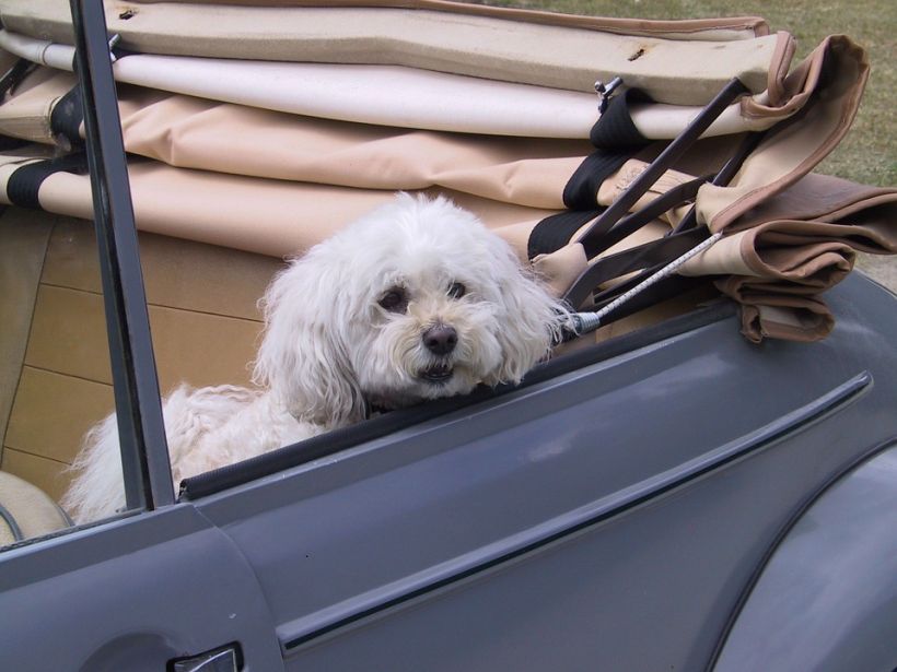 Evita los mareos de tu perro en el auto