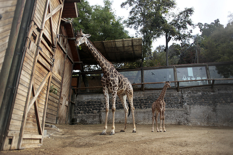 El Zoológico Nacional presentó a su nueva cría de jirafa