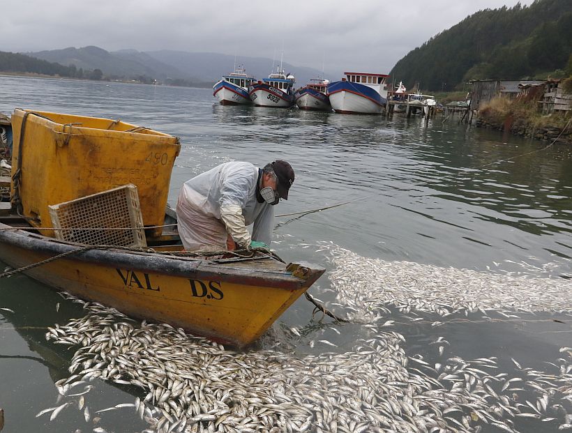 Más de ocho semanas podría tomar retiro de peces muertos en Queule