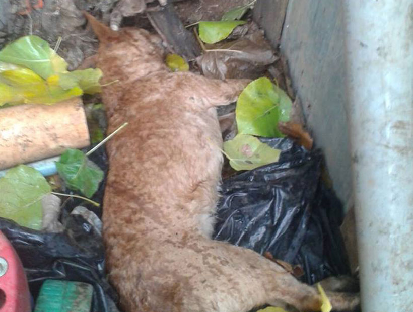 Denuncian Matanza De Perros Por Envenenamiento En Rahue Alto