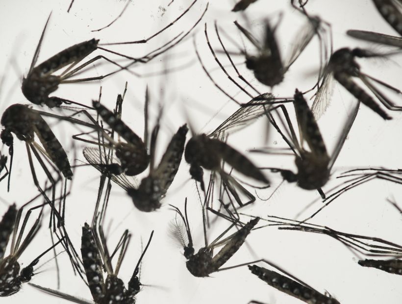 Reportan primer caso del zika por transmisión sexual en Perú