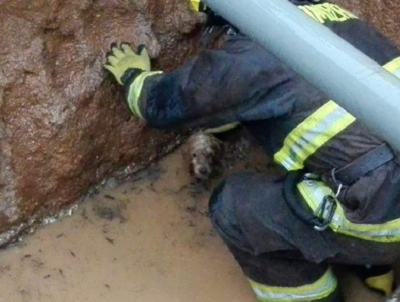 Bomberos de Cartagena rescataron a un perro que estaba atrapado en un pozo