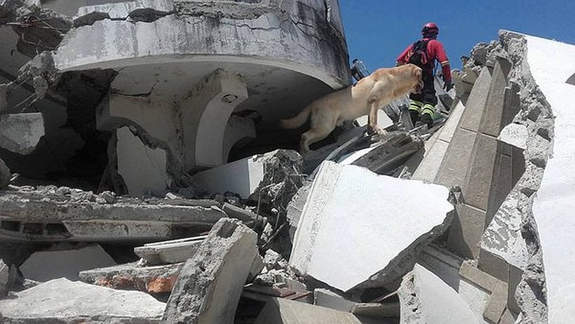 Murió perro que ayudó a salvar siete vidas tras el terremoto en Ecuador