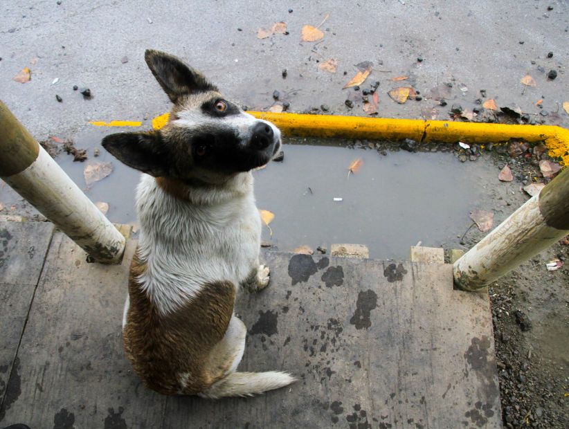 Estrategia regional para el control de animales en el Biobío incluiría matar perros Estrategia regional para el control de animales en el Biobío incluiría matar perros