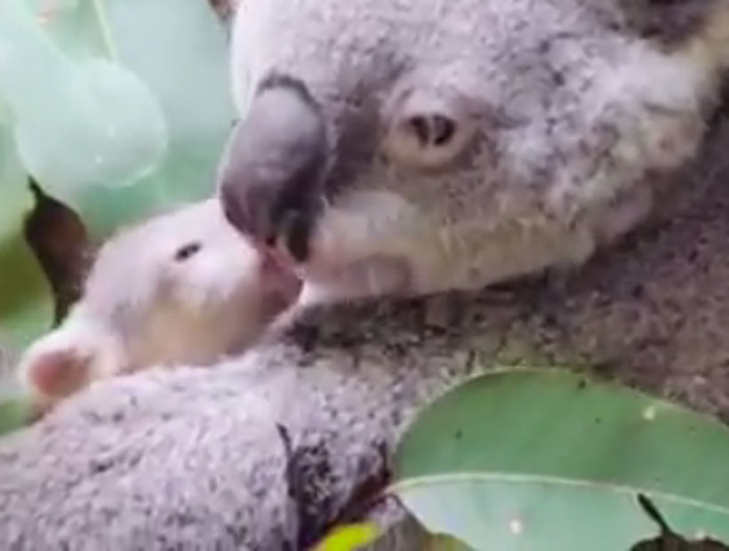 Capturan los primeros pasos de una cría de Koala fuera de la bolsa de su madre