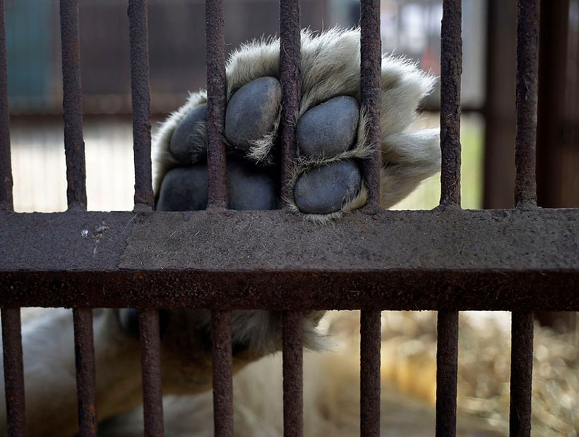 33 leones rescatados de circos en Sudamérica partieron a Sudáfrica