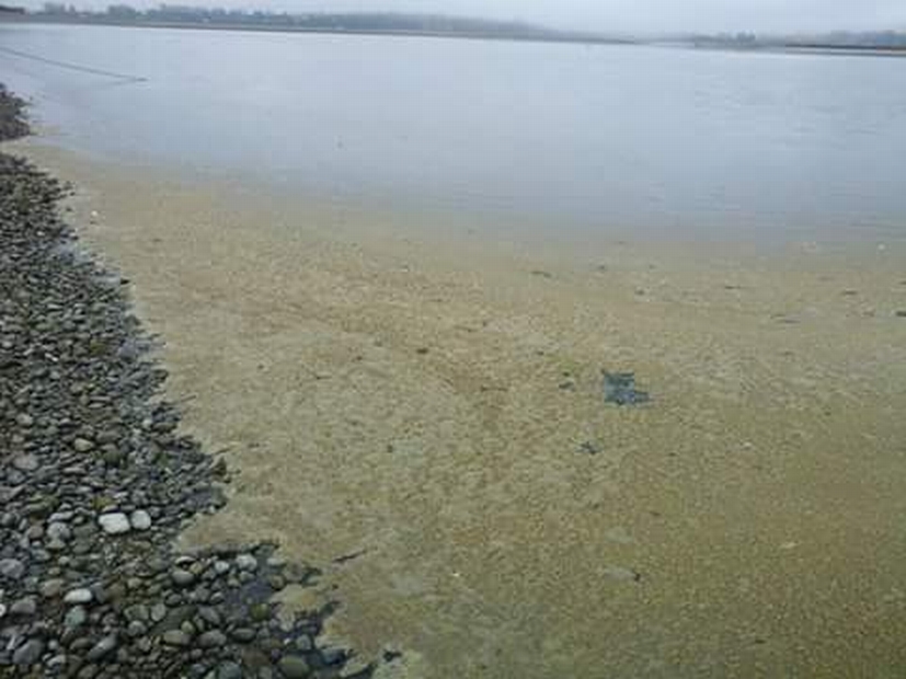 Mancha de grasa cubre la costa de isla Tabón en archipiélago de Calbuco