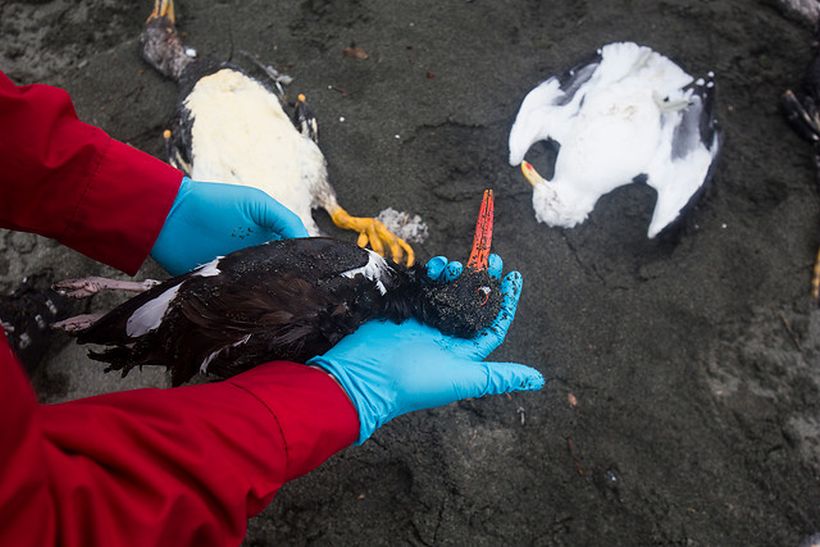 Muerte de aves y fauna silvestre preocupa a la comunidad científica en Chiloé
