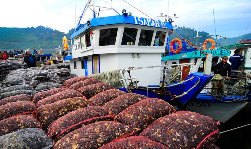Industria pesquera advierte graves consecuencias por paralización de actividades en Chiloé