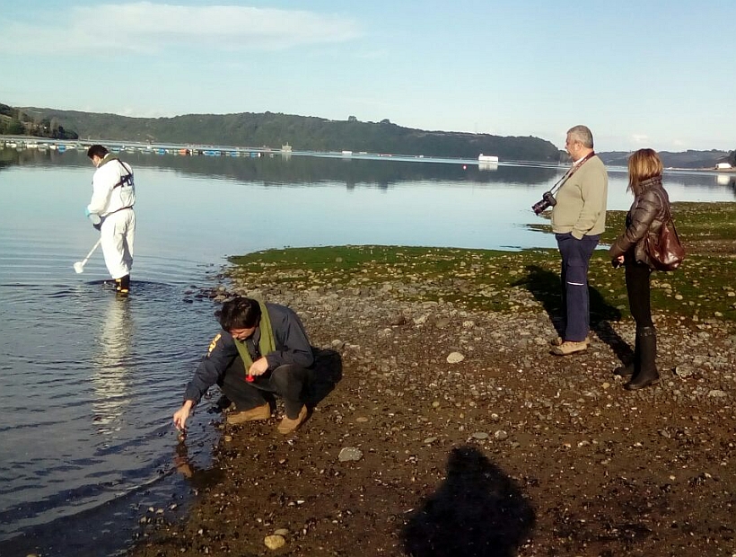 Salmones muertos arrojados al mar: dos delitos investiga la Fiscalía
