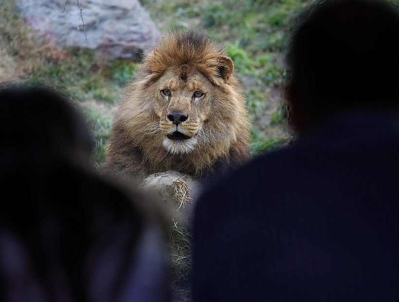 Intentó suicidarse en la jaula de leones del Zoo Metropolitano: él está grave y mataron a los animales