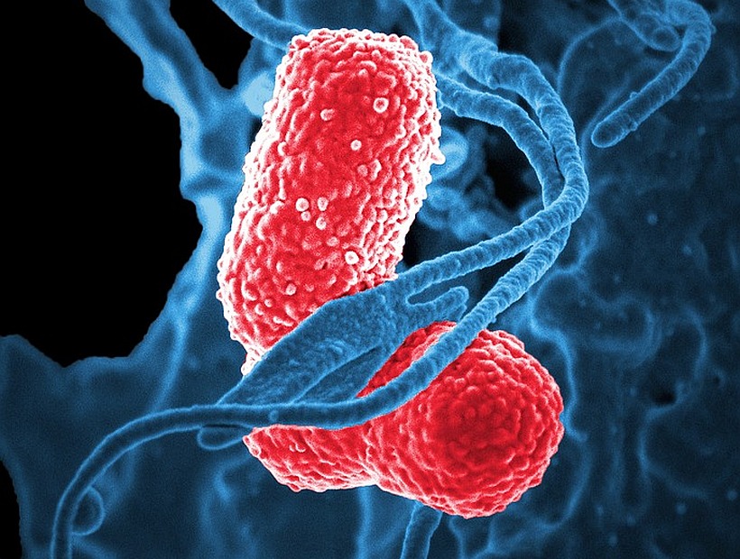 Estudios muestran una relación entre las bacterias del intestino y enfermedades psiquiátricas