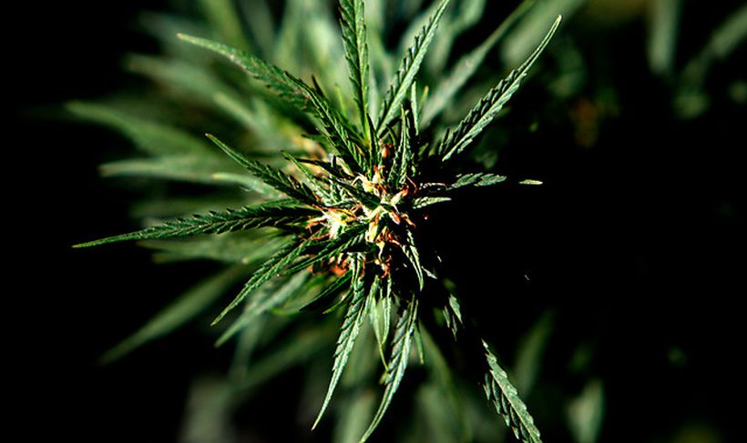 La Suprema acogió recurso contra Carabineros que allanaron plantación de marihuana medicinal
