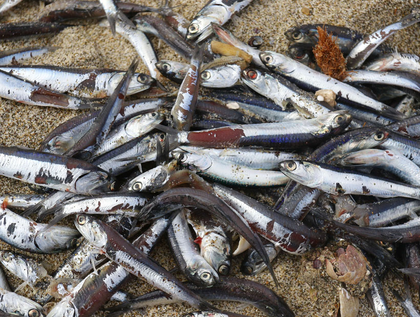 Extrajeron 200 toneladas de anchovetas de Mejillones por riesgo de masiva mortandad