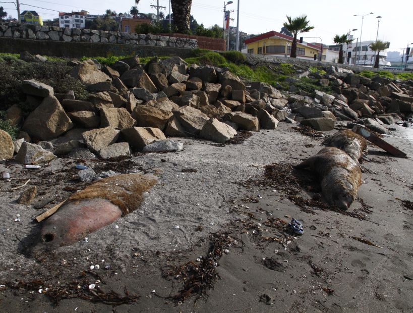 La falta de comida sería la causa de muerte de los lobos marinos en Talcahuano