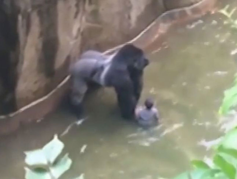 Fiscalía no acusará a madre del niño que cayó al foso de un gorila en Cincinnati