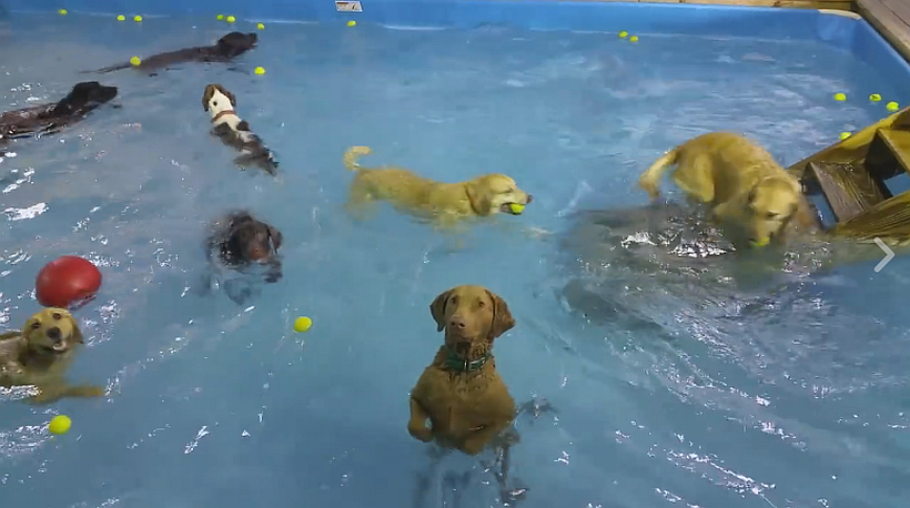 El perro inmóvil en la piscina que ha cautivado en las redes sociales