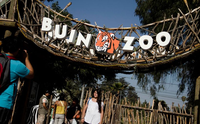 Buin Zoo lanzó fundación para ir en ayuda de fauna amenazada