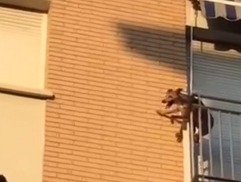 Perro saltó desde un edificio tras pasar horas sin agua y bajo el sol