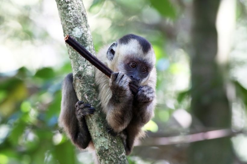 Los monos de Brasil usan herramientas de piedra hace al menos 700 años