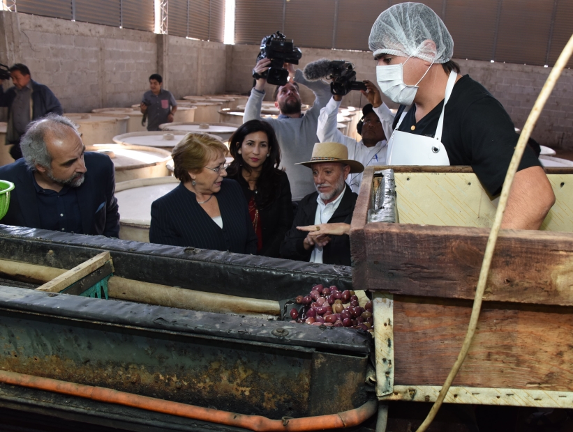 Presidenta entrega en Arica el "Sello Origen" a las aceitunas de Azapa y al orégano de Putre