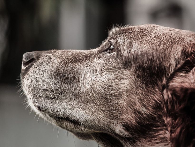 Holanda se convierte en el primer país sin perros callejeros