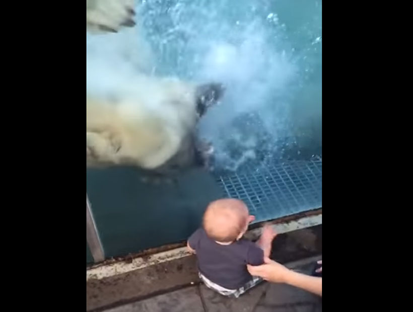 Oso polar intentó atacar a un niño en un zoológico de EE.UU.