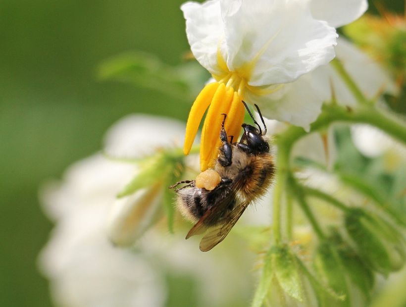 El veneno de las abejas revoluciona el mundo de la cosmética