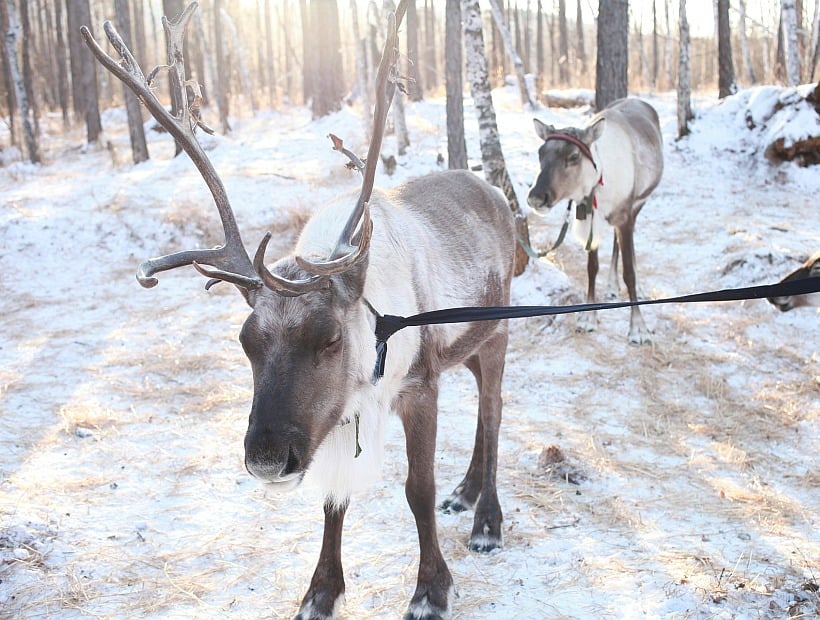 Cadáver de un reno muerto hace 75 años provocó un brote mortal de ántrax en Siberia