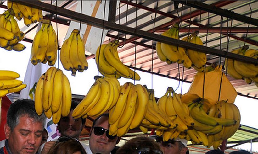 Estudio advierte que plagas podrían hacer desaparecer al plátano en cinco años