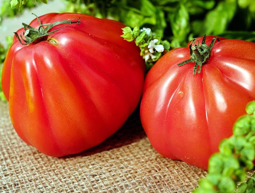 Protege tu corazón a través del consumo de tomate