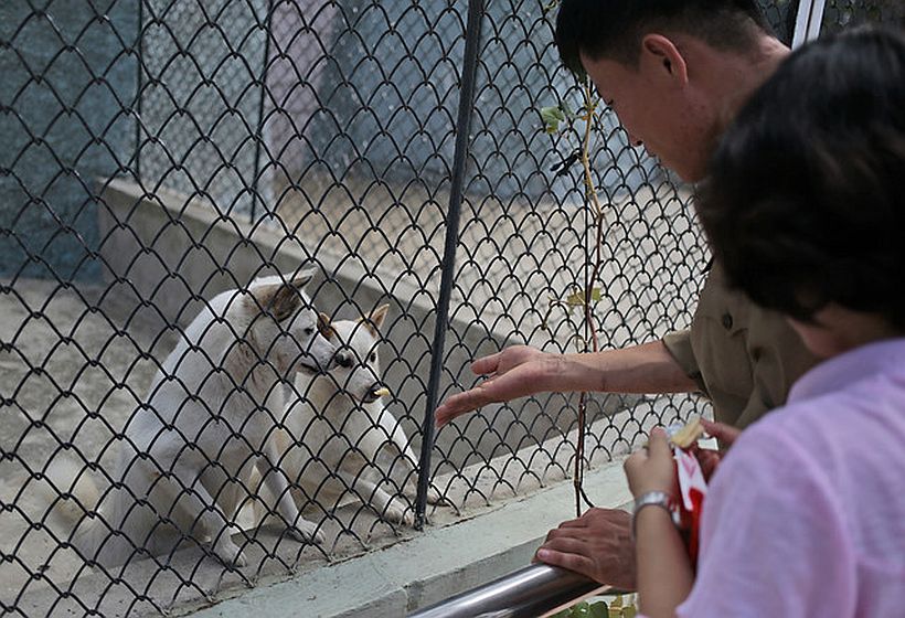 Zoológico de Pyongyang exhibe perros de todo tipo de razas