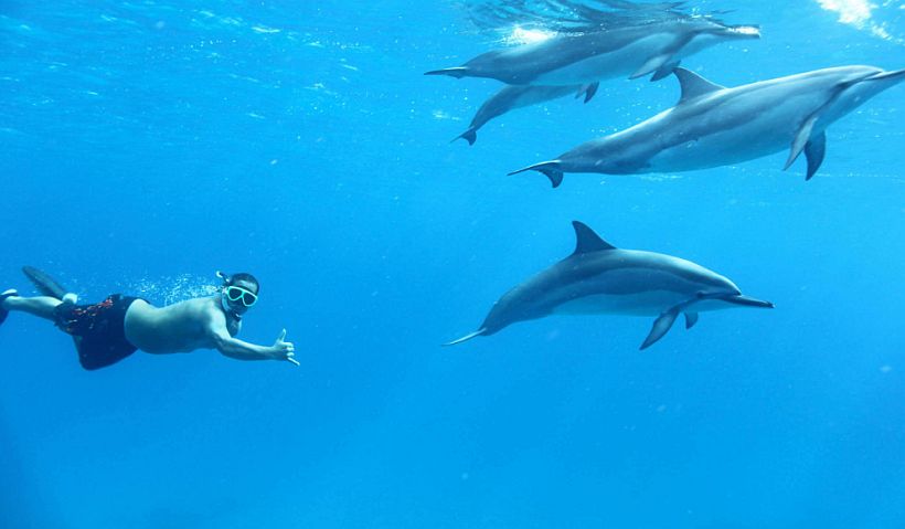 Podrían prohibir nadar con los delfines en Hawái