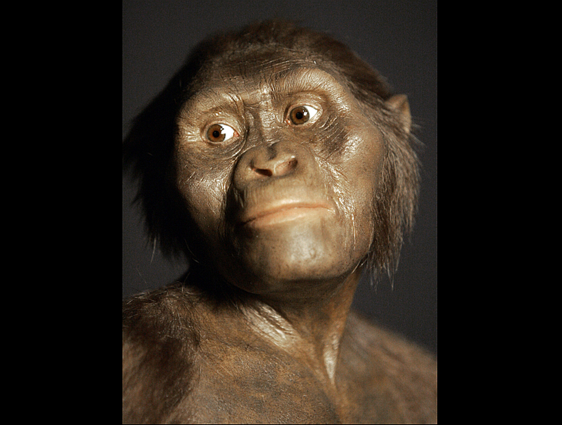 Lucy, el fósil más famoso de la historia, murió tras caerse de un árbol