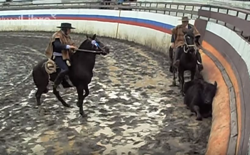 Convocan a una protesta nacional contra el rodeo para este sábado