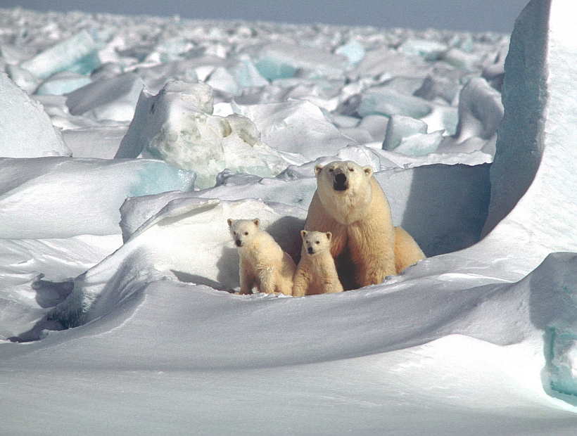 Una decena de osos polares tienen cercados a científicos rusos en una isla del Ártico