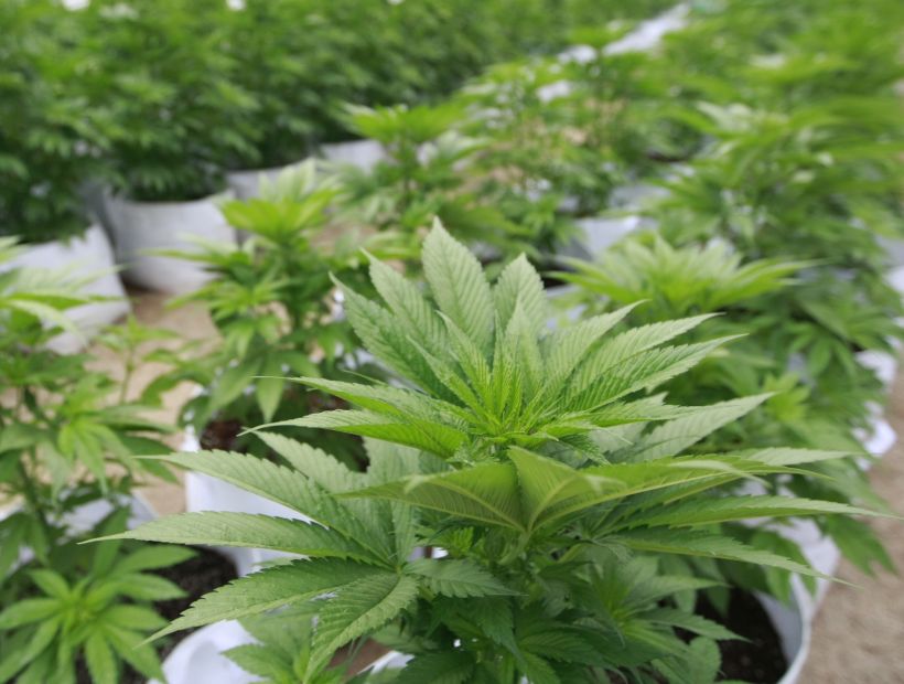 Esta semana se votará la despenalización de la marihuana para el autocultivo y uso medicinal