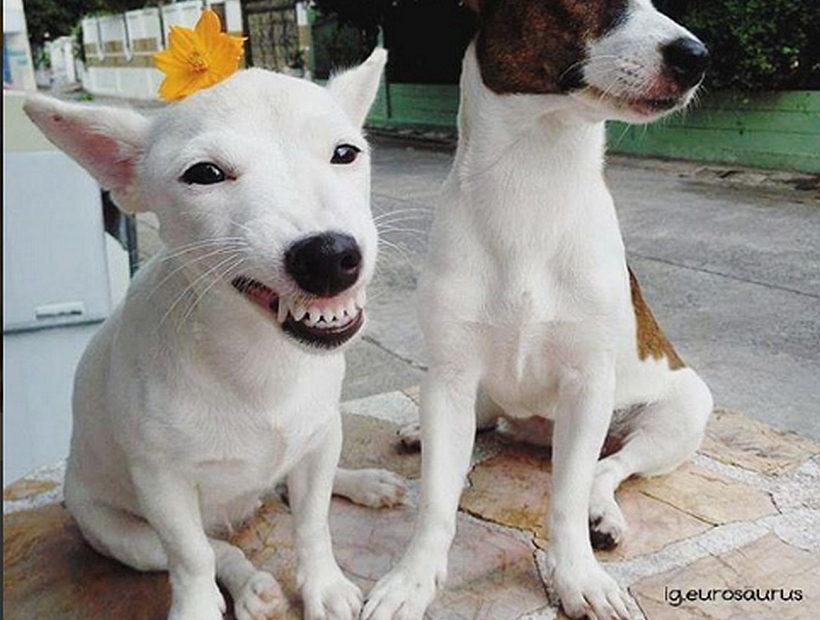 El perrito que conquista las redes sociales con su sonrisa