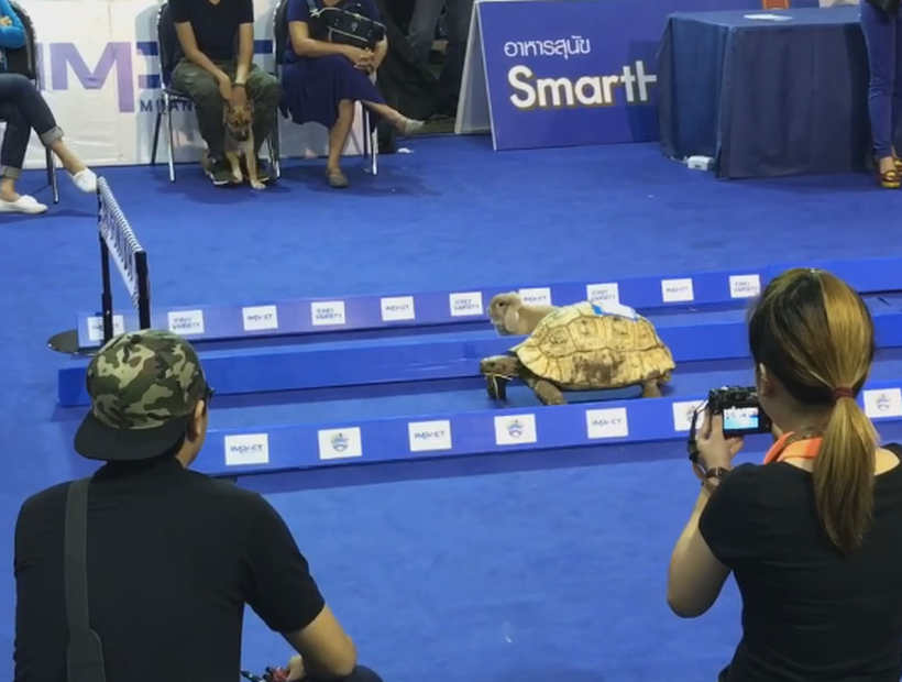 La fábula se hizo real: la tortuga le ganó a la liebre en esta carrera