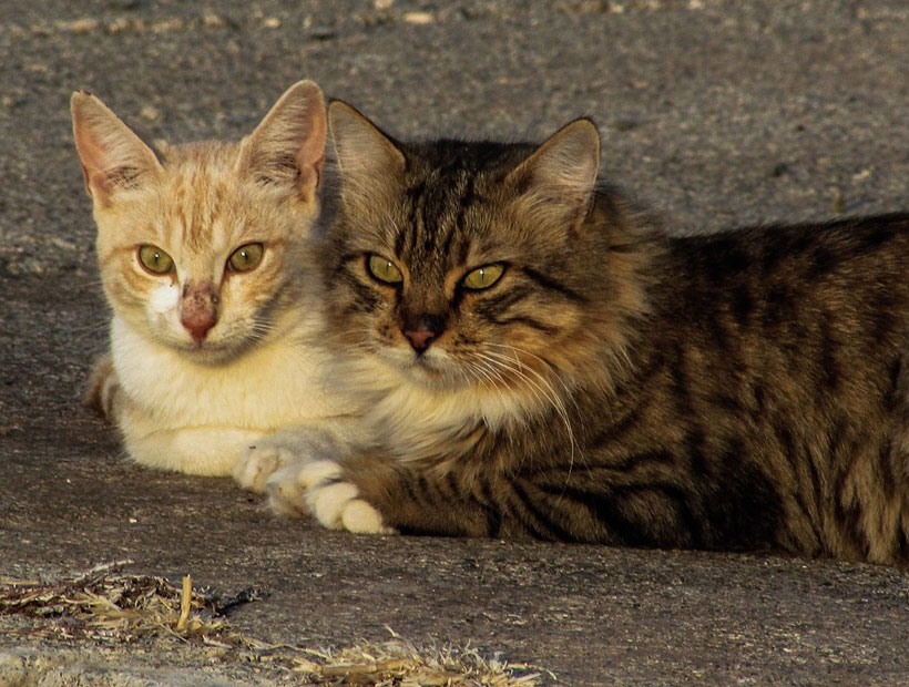 Gatos callejeros luchan contra una plaga de ratas en Nueva York