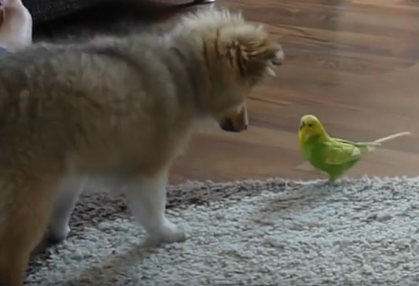 Video muestra la tierna amistad entre un perro y una cotorra