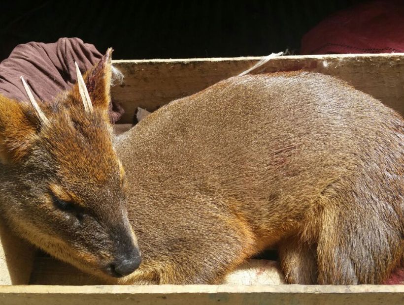 Vecinos de Contulmo rescataron a un pudú que fue atacado por perros