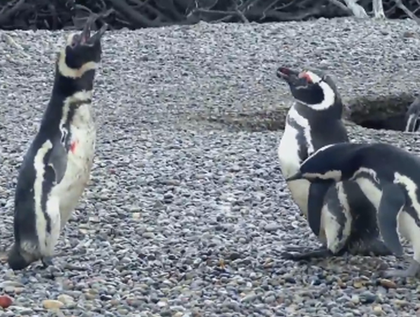 Triángulo amoroso en el mundo animal: la brutal pelea de estos pingüinos se transformó en un viral