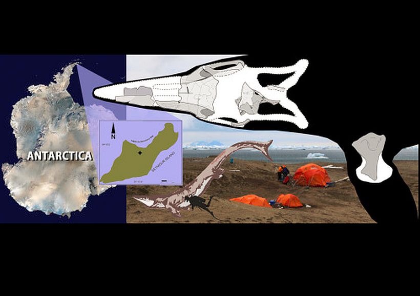 Hallazgo de gran depredador marino de la Antártida ayudará a explicar la extinción de los dinosaurios