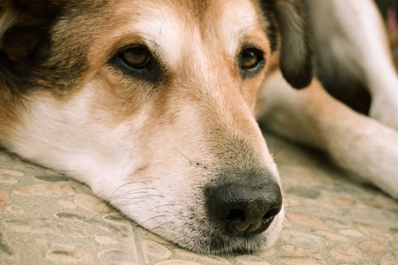 Tips para saber si tu perro padece demencia