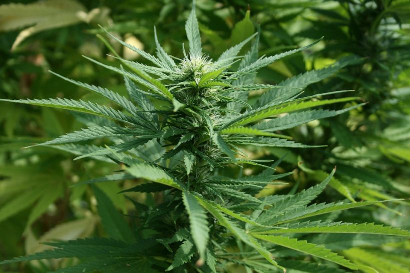 ¿Vino, cerveza o marihuana? Denver aprobó la cannabis en los bares ¿Vino, cerveza o marihuana? Denver aprobó la cannabis en los bares